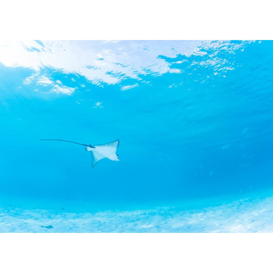 絵画風 壁紙ポスター はがせるシール式 空飛ぶマダラトビエイ モルディブ 水中写真家 茂野優太 キャラクロ S Uwh 007a2 版 594mm 4mm S Uwh 007a2 レアルインターショップ 通販 Yahoo ショッピング