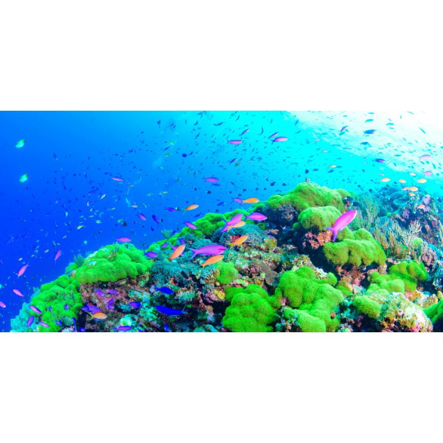 絵画風 壁紙ポスター まだ見たことのない世界 森のように美しい沖縄県の離島 渡名喜島 水中写真家 茂野優太 S Uwv 001s1 パノラマs版 1152mm 576mm S Uwv 001s1 レアルインターショップ 通販 Yahoo ショッピング