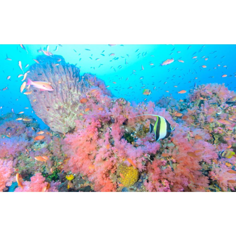 絵画風 壁紙ポスター まだ見たことのない世界 水中に広がるメルヘンな世界 プエルトガレラ 水中写真家 茂野優太 S Uwv 006w1 ワイド版 921mm 576mm S Uwv 006w1 レアルインターショップ 通販 Yahoo ショッピング