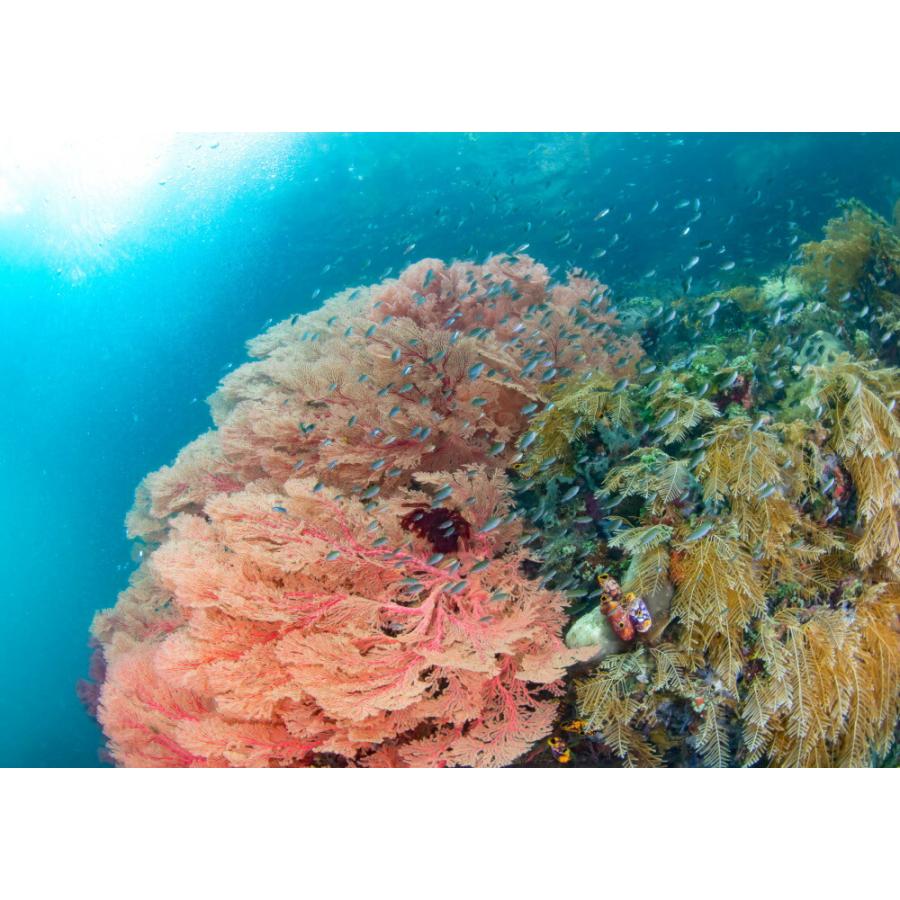 再入荷 絵画風 壁紙ポスター まだ見たことのない世界 明け方のパステルな奇跡の海 ラジャアンパット 水中写真家 茂野優太 S Uwv 010a2 版 594mm 4mm Democracia Tv