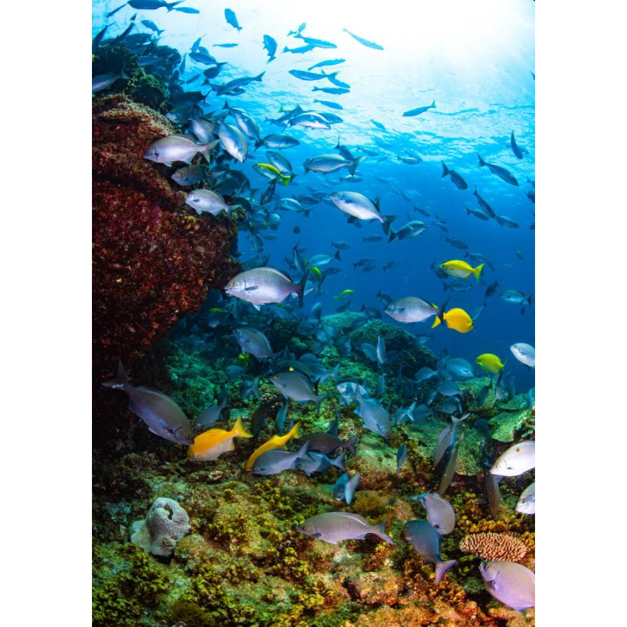 絵画風 壁紙ポスター はがせるシール式 小笠原の海 ミナミイスズミの群れ 水中写真家 茂野優太 キャラクロ S Uww 001a1 A1版 585mm 0mm S Uww 001a1 レアルインターショップ 通販 Yahoo ショッピング