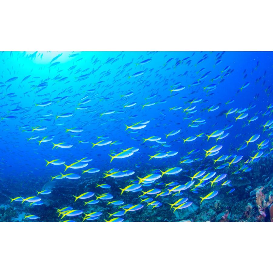 絵画風 壁紙ポスター まだ見たことのない世界 小笠原の海 ウウメイロモドキの群れ 水中写真家 茂野優太 S Uww 003w2 ワイド版 603mm 376mm S Uww 003w2 レアルインターショップ 通販 Yahoo ショッピング