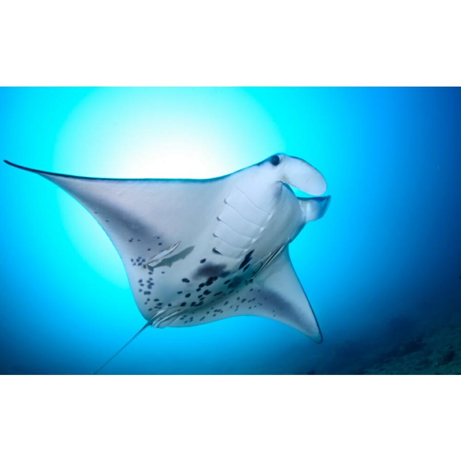 絵画風 壁紙ポスター はがせるシール式 全長4mの巨大マンタ ラジャアンパット 水中写真家 茂野優太 キャラクロ S Uww 014w2 ワイド版 603mm 376mm S Uww 014w2 レアルインターショップ 通販 Yahoo ショッピング