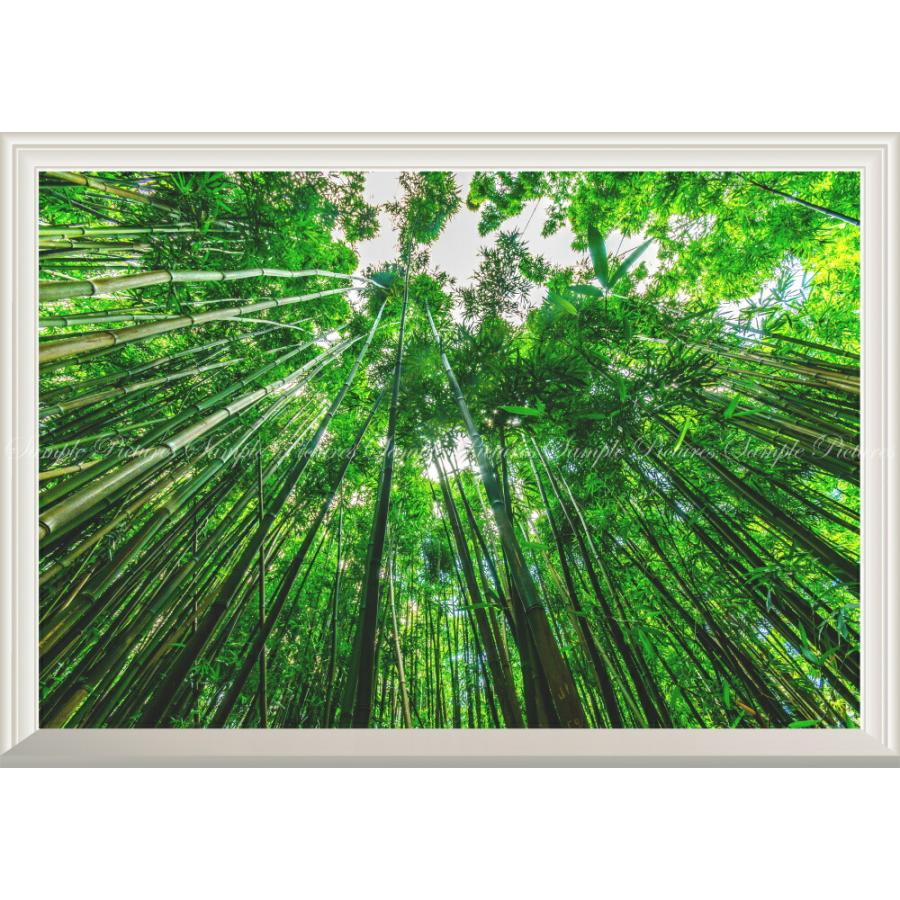 春の最新作 送料無料 絵画風 壁紙ポスター 竹藪 森林浴 緑 目の保養 気分転換 癒し リラックス 扉なし窓仕様 Snr 006na1 A1版 0mm 585mm 残りわずか Www Arnabmobility Com