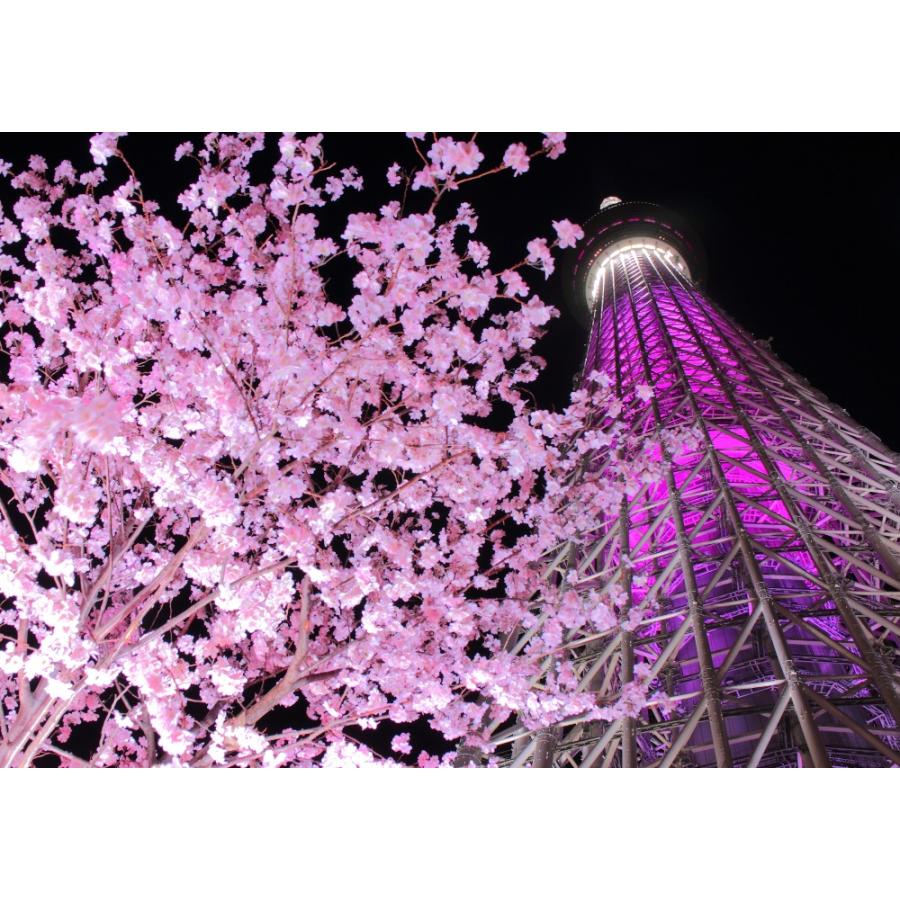絵画風 壁紙ポスター 東京スカイツリーと夜桜のツーショット ピンクの夜景 さくら キャラクロ Tst 011a2 版 594mm 4mm Tst 011a2 レアルインターショップ 通販 Yahoo ショッピング