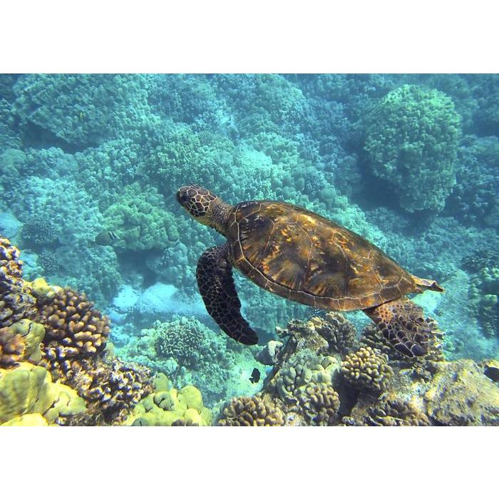 絵画風 壁紙ポスター ウミガメ アオウミガメ ハワイ 亀 海 キャラクロ Ttl 001a1 A1版 0mm 585mm Ttl 001a1 レアルインターショップ 通販 Yahoo ショッピング