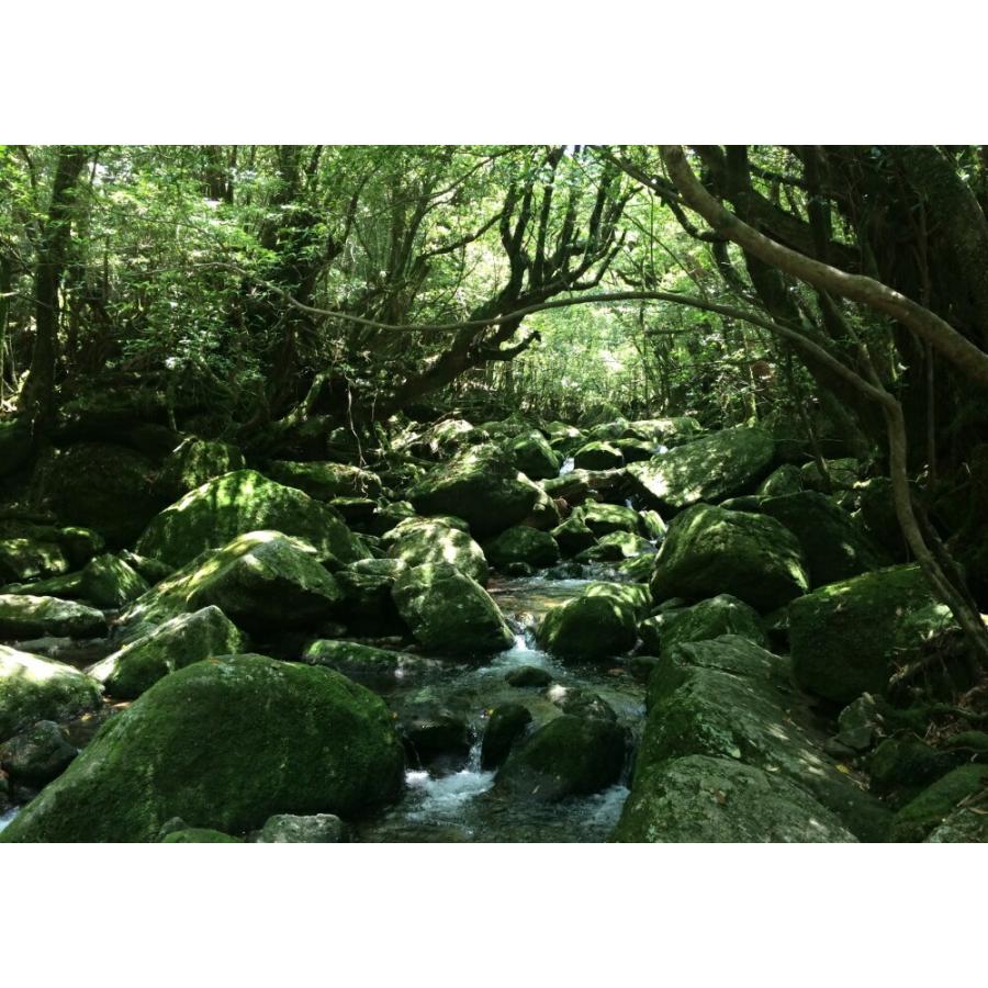 絵画風 壁紙ポスター はがせるシール式 屋久島 東洋のガラパゴス もののけ 神秘的 キャラクロ Yks 001a1 A1版 0mm 585mm 日本製 Yks 001a1 レアルインターショップ 通販 Yahoo ショッピング