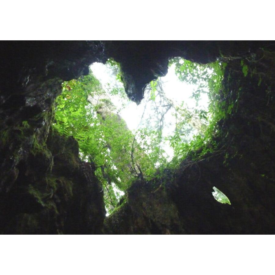 絵画風 壁紙ポスター 屋久島 ハート型 ウィルソン株 もののけ 神秘的 キャラクロ Yks 005a1 A1版 0mm 585mm Yks 005a1 レアルインターショップ 通販 Yahoo ショッピング