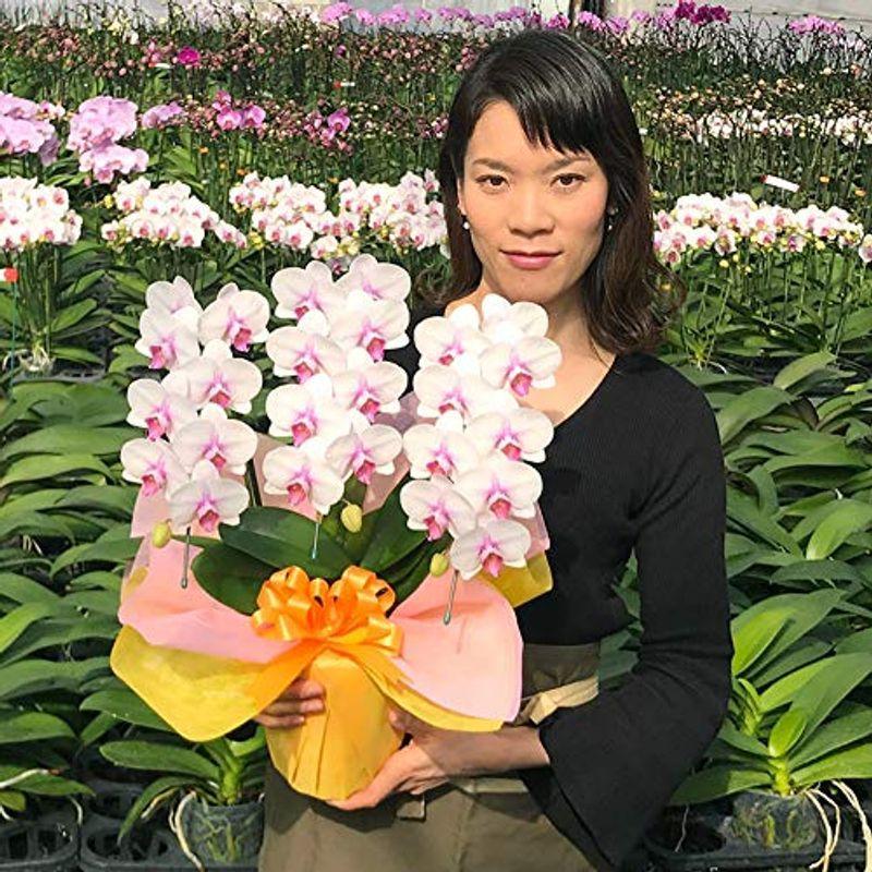 直売ショッピング ふじみ野ラン園 胡蝶蘭 生花 お誕生日ギフトに最適 置く場所に困らないミディ胡蝶蘭3本立ち 白赤 当選祝い 叙勲 お祝い 開店祝い お誕生 割引ファッション Miracleleaffl Com