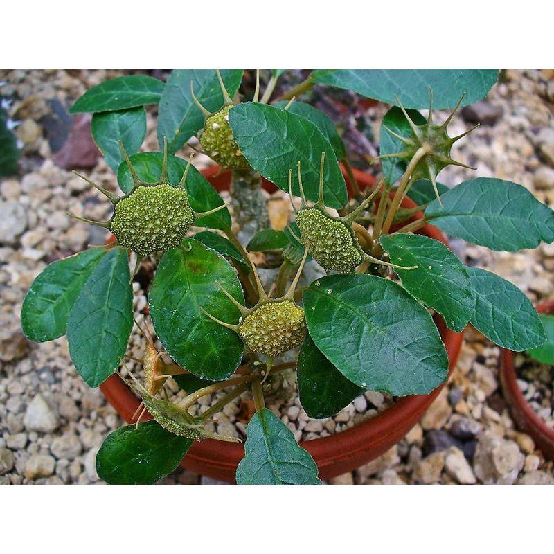 多肉植物 種子dorstenia Foetidaドルステニア フォエチダクワ科塊根植物ドルステニア属の代表種種子５粒 並行輸入品 レアルチャイルド 通販 Yahoo ショッピング