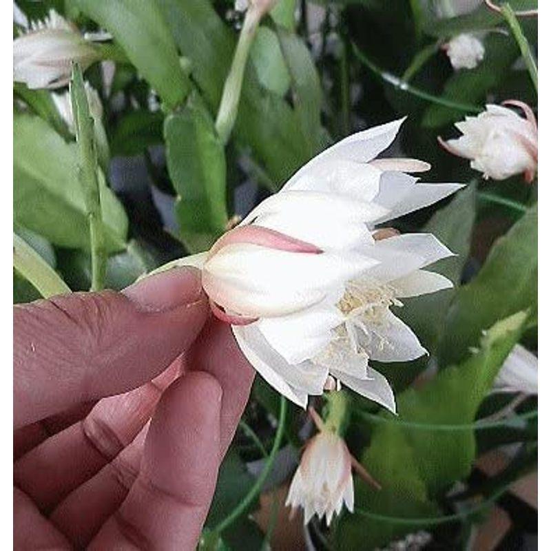 孔雀サボテン 姫月下美人 花なし 開花見込み株 5号鉢 月下美人の仲間 レアルチャイルド 通販 Yahoo ショッピング