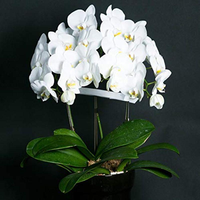 お祝い お歳暮 ギフト 店長こだわり逸品胡蝶蘭 生花 鉢花 ラッピングしてお届け 立札 名札サービス フラワーギフト 早い者勝ちいろいろな色 Www Pla Uganda Org