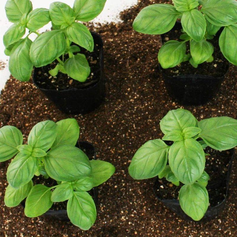 ハーブ スイートバジル 野菜苗 6ポットセット 3号ポット 送料無料