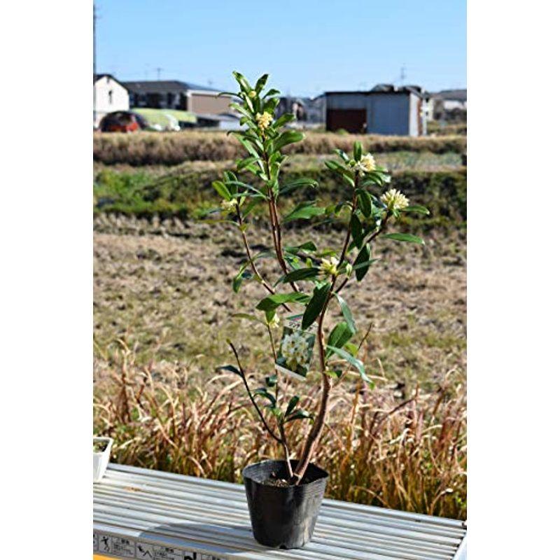 沈丁花苗 ジンチョウゲ白花 レアルチャイルド 通販 Yahoo ショッピング