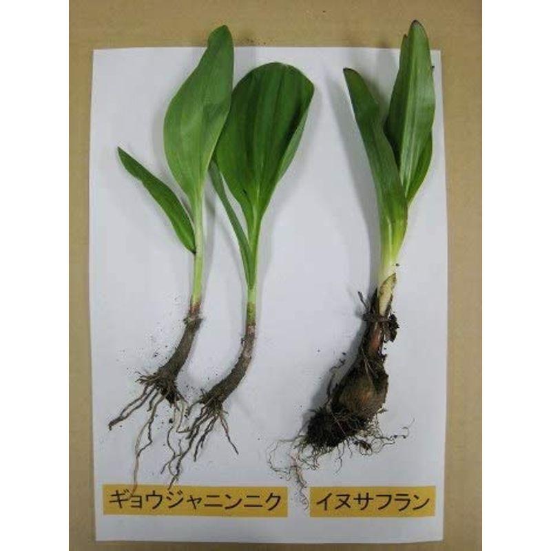 ギョウジャニンニク 行者ニンニク アイヌネギ の種 100粒 レアルチャイルド 通販 Yahoo ショッピング