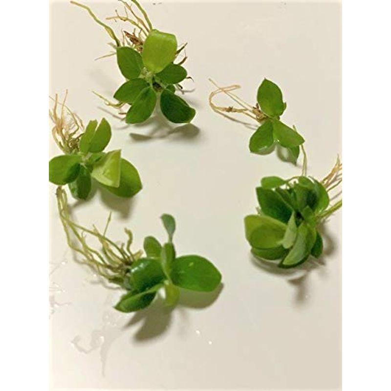 水草 アヌビアス ナナ ゴールデン ミニ ５株 大きくならないプチタイプ イイ水草市場 レアルチャイルド 通販 Yahoo ショッピング
