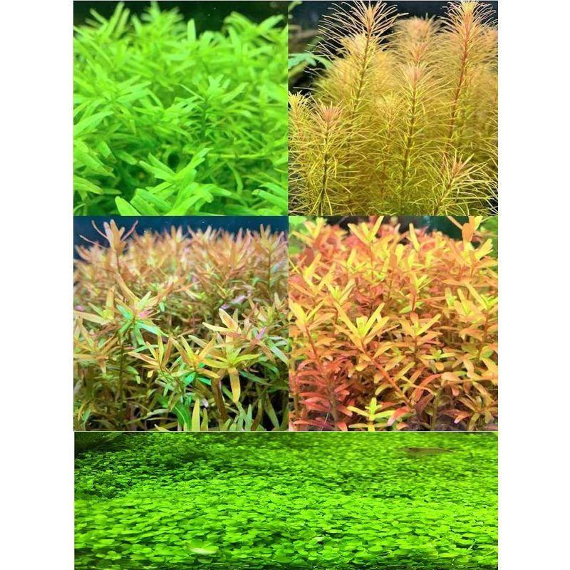水草 ロタラミックス４種 無農薬 計２０本 ニューラージパールグラス イイ水草市場 レアルチャイルド 通販 Yahoo ショッピング