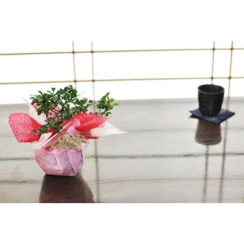 本物 盆栽妙 長寿梅紅白セット 赤と白の花を同時に楽しめる 樹高15cm 幅16cm Mplab Com Ph