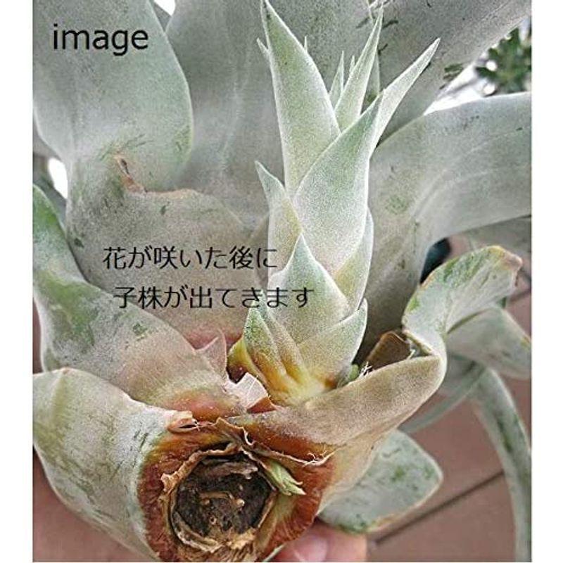 エアープランツ チランジア キセログラフィカ ｌサイズ １８ ２０cm前後 エアプランツ レアルチャイルド 通販 Yahoo ショッピング