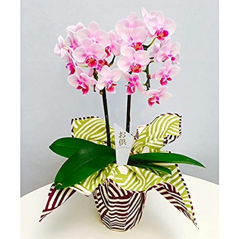 胡蝶蘭 ピンク色胡蝶蘭 2本立ち 風呂敷包み お供え仕様 こちょうらん お花 絵画のあゆわら レアルチャイルド 通販 Yahoo ショッピング