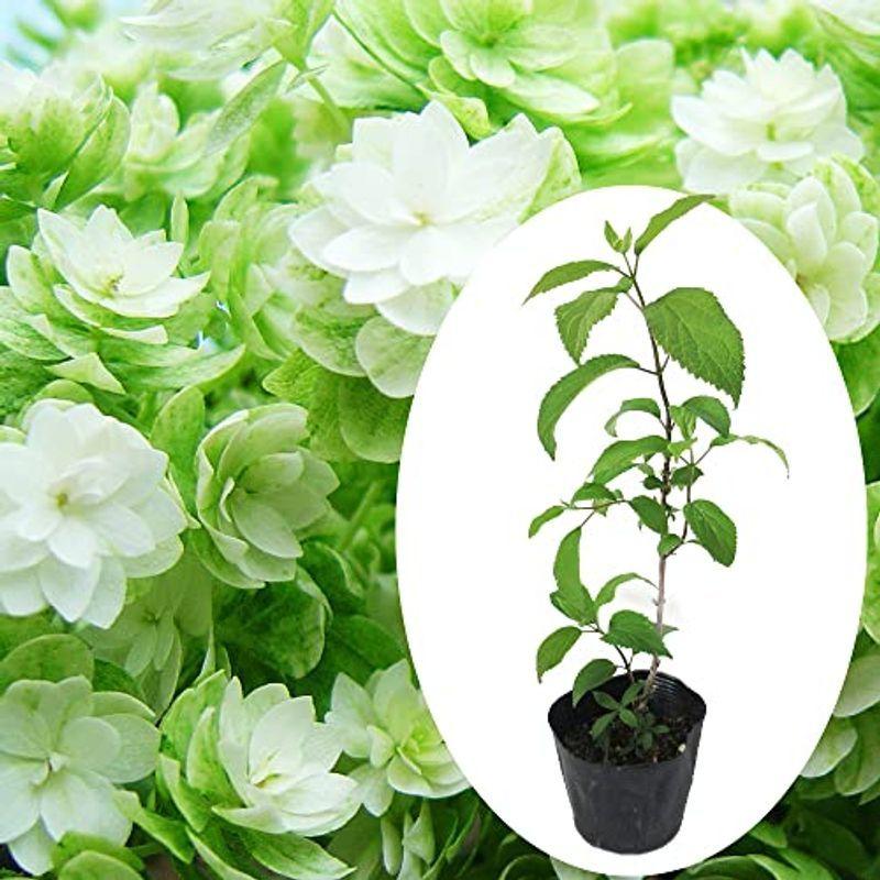 蕾付き 八重咲き アナベル ヘイズ スターバースト 10 5cmポット苗 苗木 アジサイ 西洋アジサイ アメリカノリノキ アメリカあじさい 007 レアルチャイルド 通販 Yahoo ショッピング