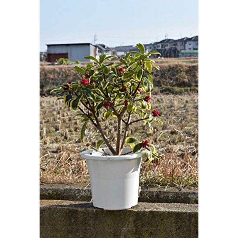 前島沈丁花苗 Sentronic Com Co