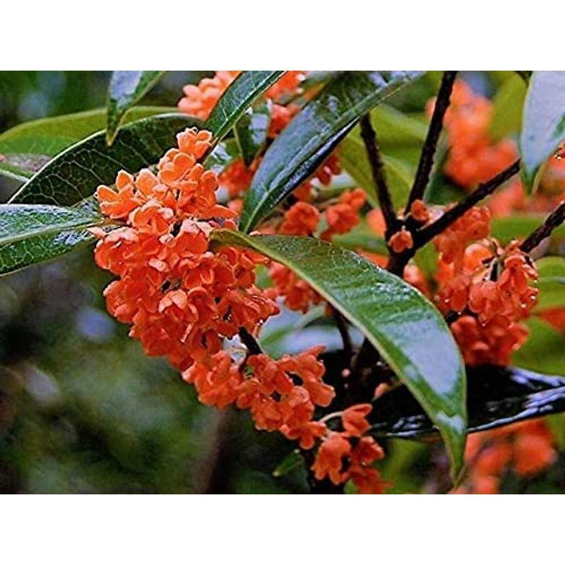 送料無料 紅花キンモクセイ フレグランスレッド 庭木 1個売り 紅花キンモクセイ 金木犀 フレグランスレッド 珍しい花木 植物販売のｉｔａｎｓｅ 苗木紅花キンモクセイ フレグランスレッド cm 同梱専用 Easyorder Com Ar