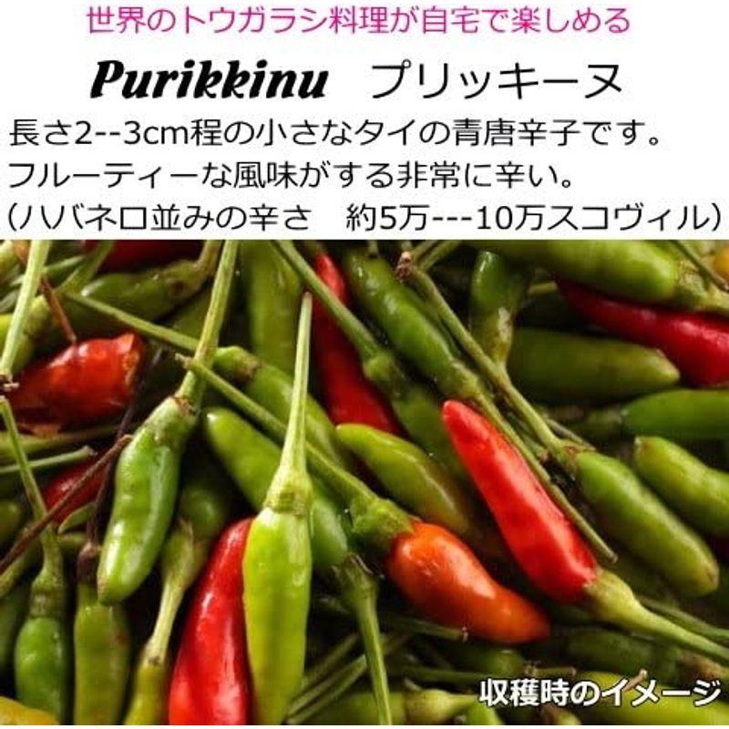 辛とうがらし 最大73 Offクーポン Purikkinu プリッキーヌ ホット 9cmポット苗 ペッパー
