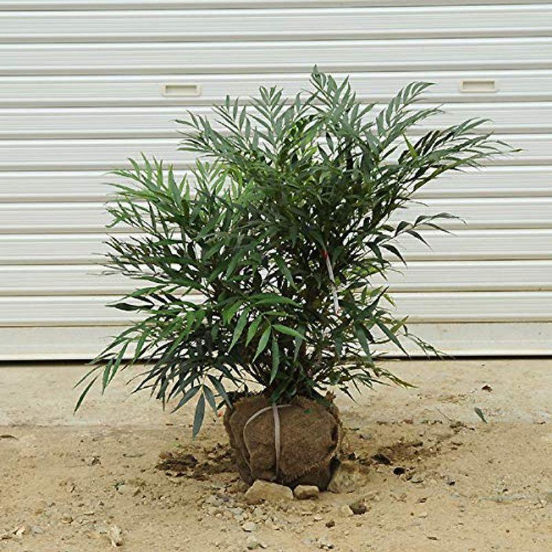 庭木 マホニアコンフューサ 細葉ヒイラギナンテン 5本セット H 約30 40cm Rz4ppliip6 Www Habitat21 Co Jp