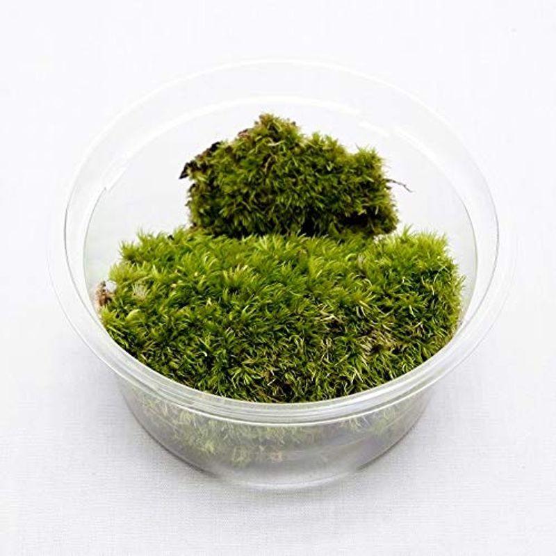 コケ 苔 3種類アソートセット コケリウム テラリウム用 フィッシュジャパン 通販 ツーリズム本店コケのインテリア コケリウム テラリウム コケリウム メンテナンス3点セット プレミアム Tecnomallas Com Ar