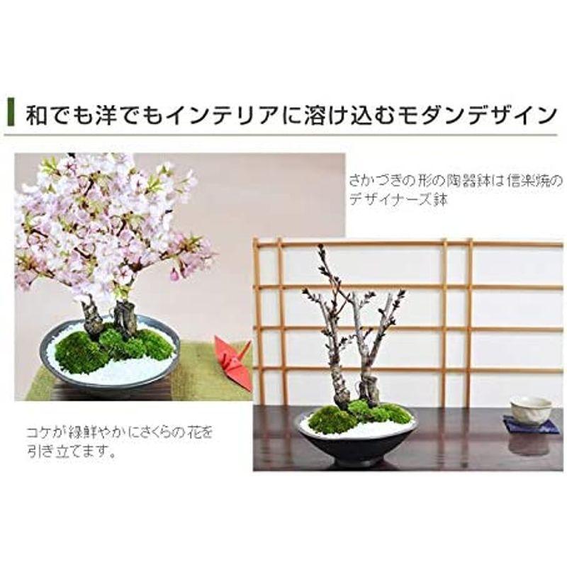桜盆栽 旭山桜の2本立ち さかずきの器サクラ育て方冊子と肥料付き レアルチャイルド 通販 Yahoo ショッピング