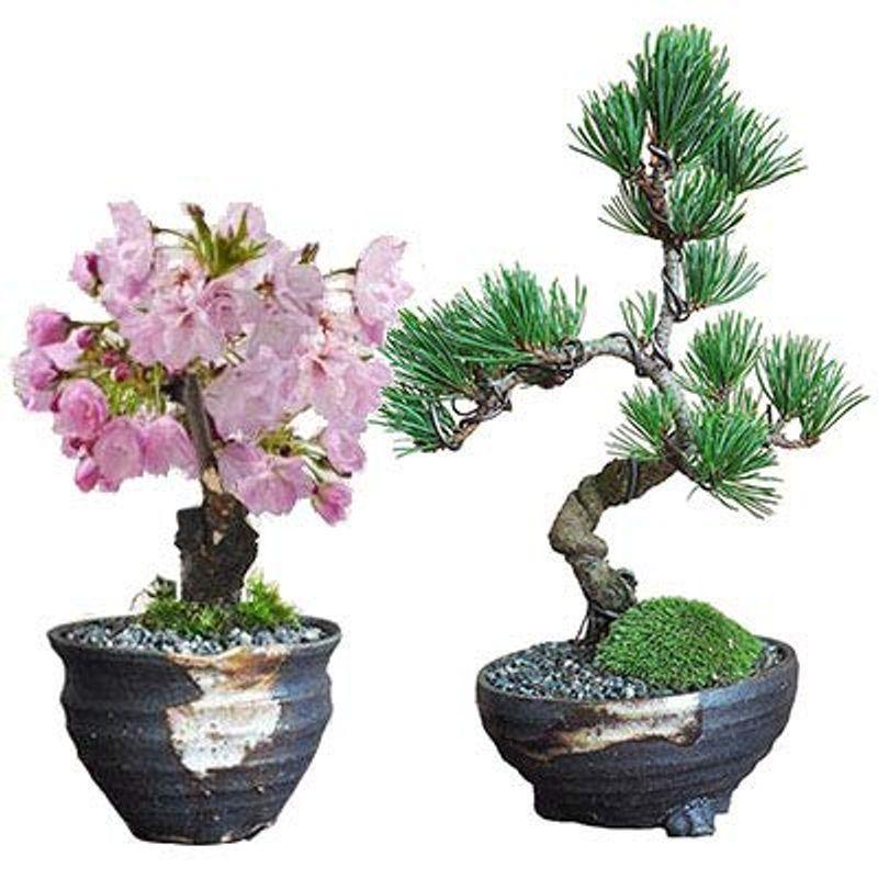 桜盆栽 ペアセット 桜と松 育て方冊子と肥料付き 初心者 母の日 プレゼント 盆栽妙 レアルチャイルド 通販 Yahoo ショッピング