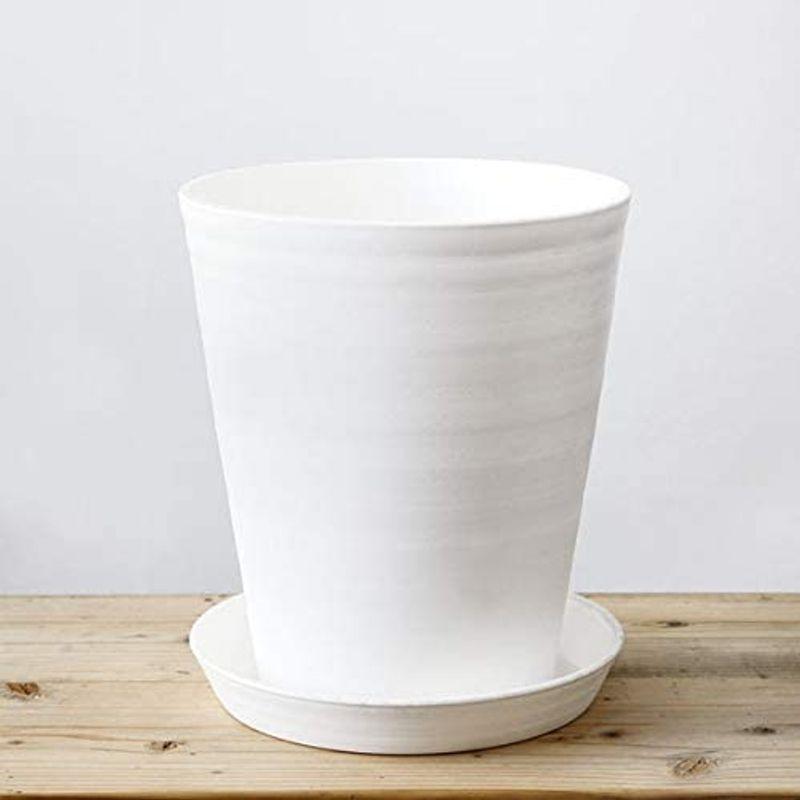 本物 観葉植物 選べる観葉植物 セラアート鉢 ホワイト サンスベリア ローレンティー 8号鉢 観葉植物 世界的に有名な Ahmedmostafa Us