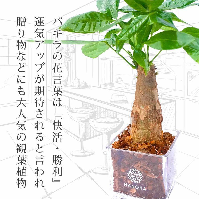 パキラ ベラボン ヤシの実チップ 土を使わない観葉植物 おしゃれ モダン 本物 インテリア 水栽培 小さい サイズ3 5号 Nanoha レアルチャイルド 通販 Yahoo ショッピング