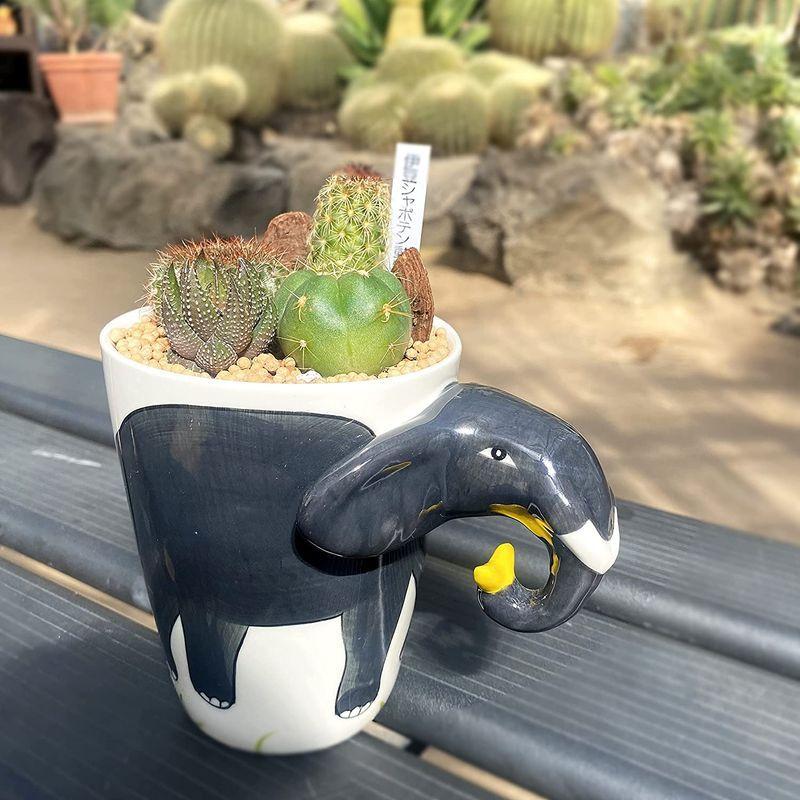 伊豆シャボテン本舗 サボテン 観葉植物 多肉植物 寄せ植え 動物マグカップ入り 植木鉢 インテリア ゾウ B レアルチャイルド 通販 Yahoo ショッピング