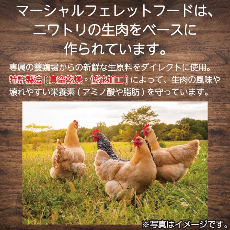 MARSHALL 【売り尽くし】賞味期限2024年12月中旬 フェレットフード