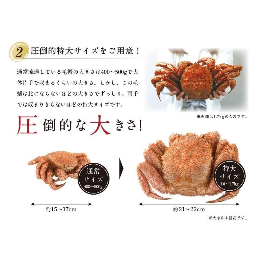 毛蟹 毛ガニ カニ 毛がに かに 蟹 1 3kg 1尾 超特大 ロシア産 海鮮 送料無料 北海道 A09 島の人 礼文島の四季 北海道ギフト 通販 Yahoo ショッピング