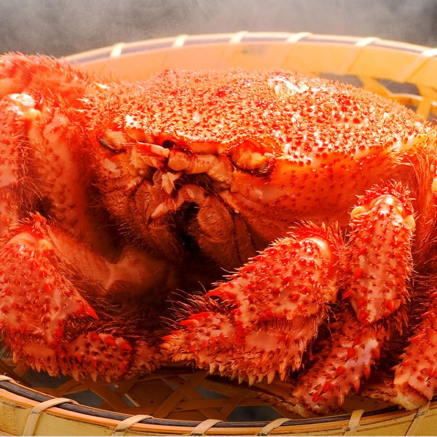 島の人 キズ有 自宅用 北海道 枝幸産 毛ガニ 毛蟹 400g前後 訳あり