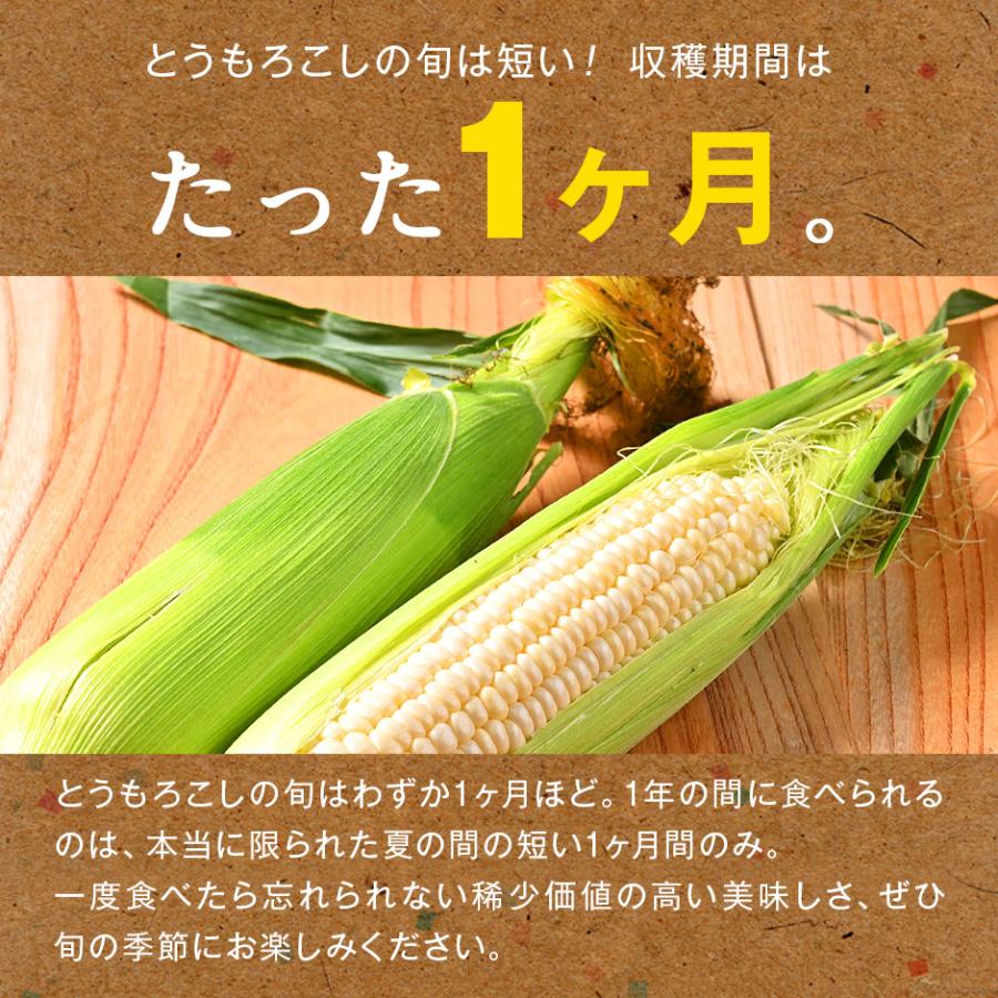 島の人 北海道 富良野産 とうもろこし ホワイトショコラ 2Lサイズ×8本
