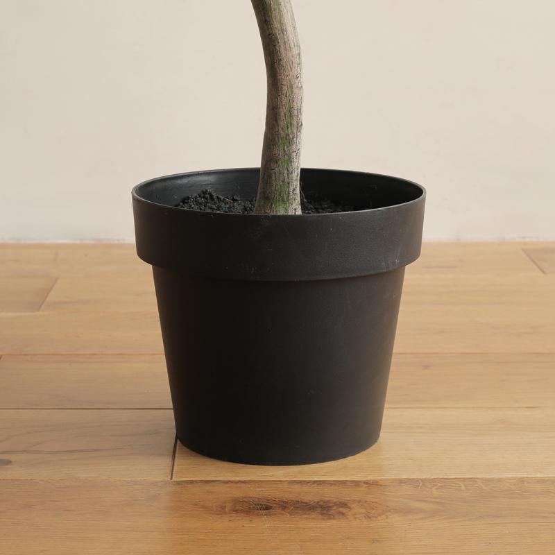 フェイクグリーン ウンベラータ 高さ180cm 人工観葉植物 人工植物