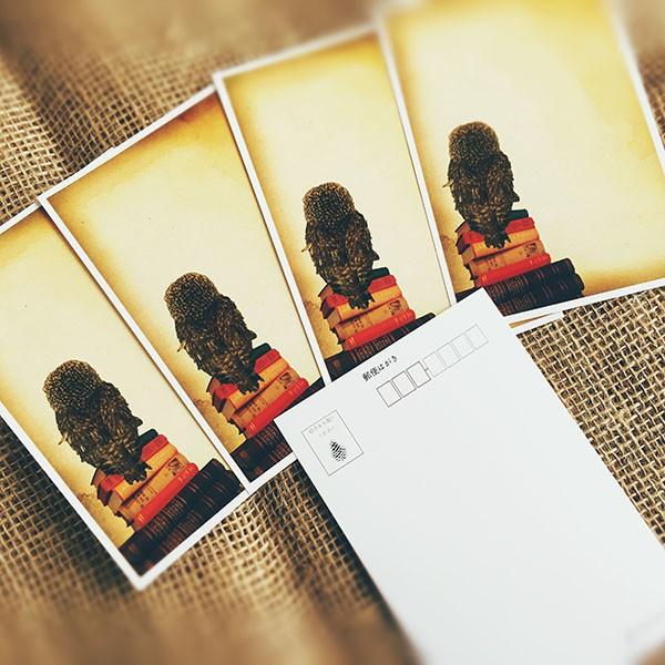 ポストカード Stray Owl 迷えるフクロウ 5枚セット おしゃれ 絵葉書 イラストポストカード セット 送料無料 寒中見舞い 寒中御見舞 バレンタイン ワインとギフトのリコルティ 通販 Yahoo ショッピング