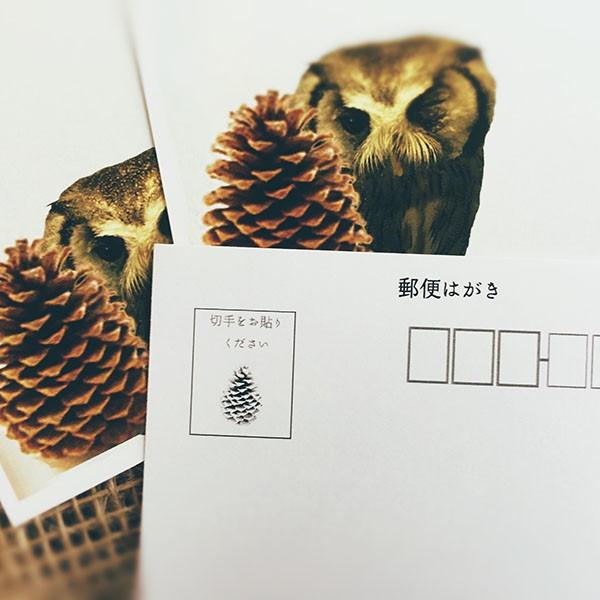 ポストカード Misplaced Owl おちゃめなフクロウ 5枚セット おしゃれ 絵葉書 イラストポストカード セット 送料無料 母の日 ワインとギフトのリコルティ 通販 Yahoo ショッピング