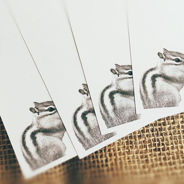 ポストカード Squirrel And Pine Cones リスと松ぼっくり 5枚セット おしゃれ 絵葉書 イラストポストカード セット 送料無料 クリスマス お歳暮 御歳暮 ワインとギフトのリコルティ 通販 Yahoo ショッピング