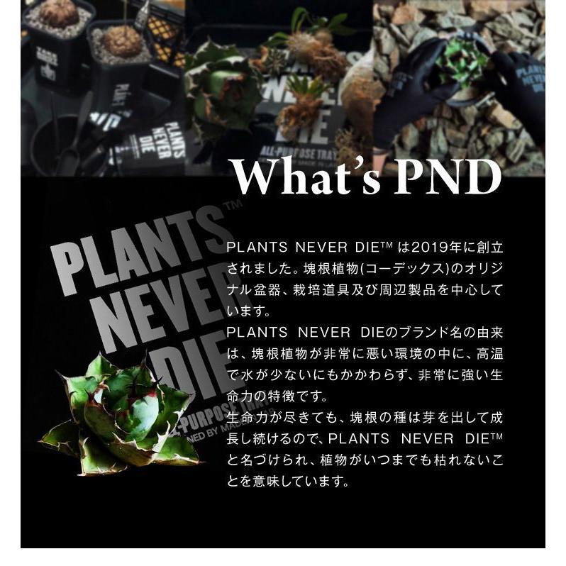 リコメン堂 plants never die 正規販売店 骨平鉢 W12.7cm×H9cm 鉢植え