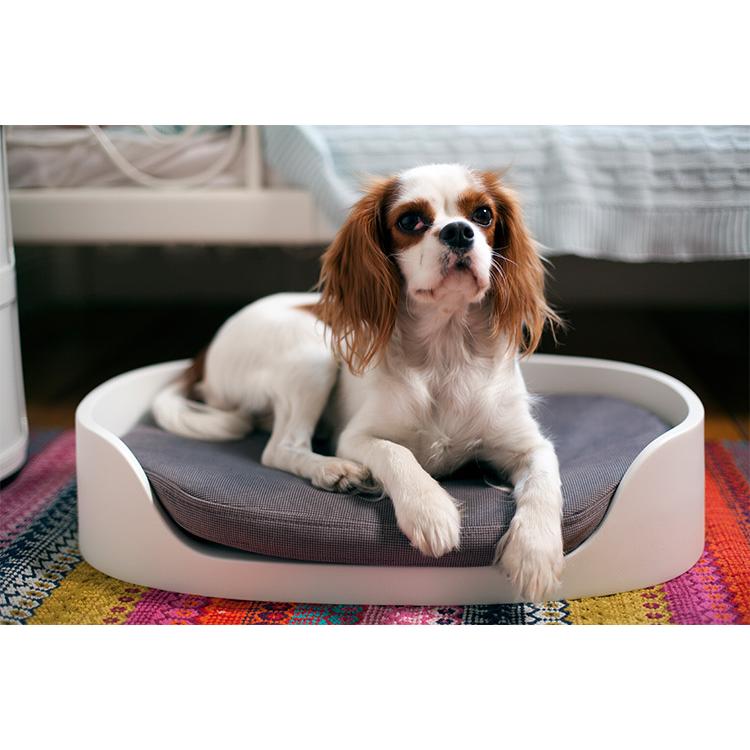 ペットバンクベッド ペット クッション 犬 猫 KETER ケータ― COZY