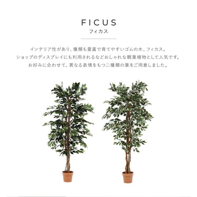 人工観葉植物 フィカス ハイタイプ ゴムの木 フェイクグリーン インテリアグリーン 造花 観葉植物 人工 フェイク グリーン 代引不可｜recommendo｜08