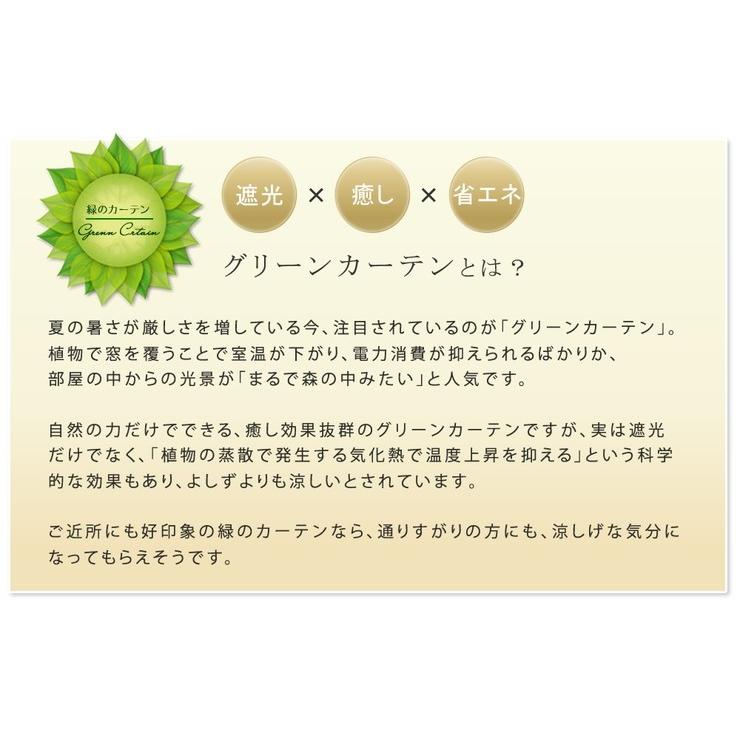アイアン製グリーンカーテン Argyle アーガイル カーテン グリーンカーテン 菜園 ガーデン 栽培 ガーデニング アンティーク 代引不可の画像