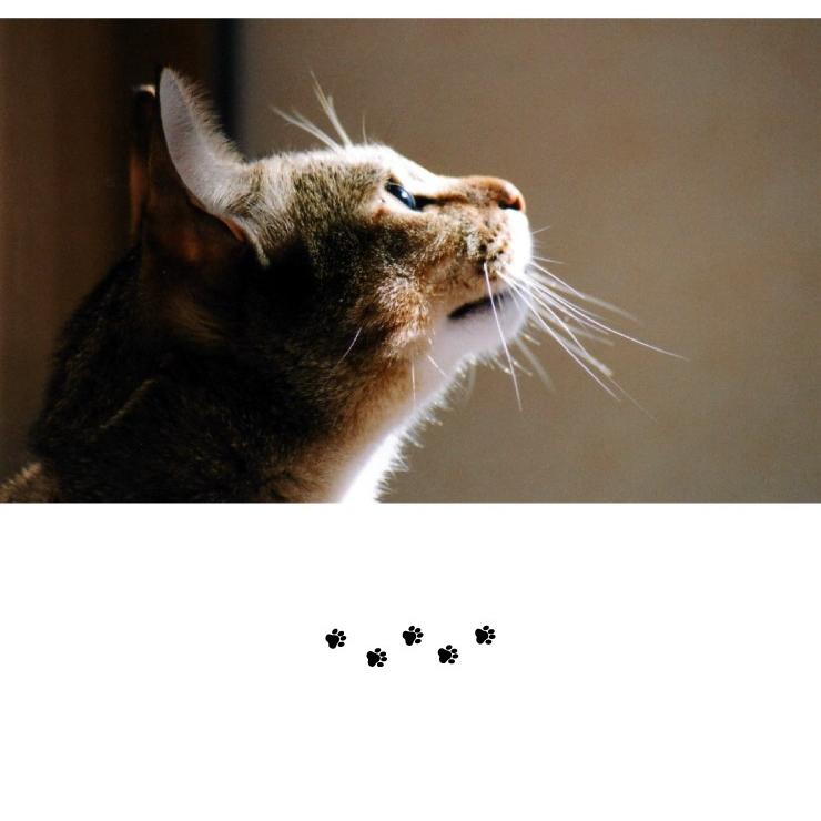 猫壱（necoichi） ハッピーダイニング専用 食器トレー ダブル おしゃれ