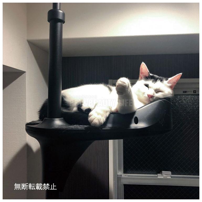 OPPO オッポ キャットフォレスト オプション バケットシェルフ BucketShelf キャットタワー 猫タワー スリムの画像