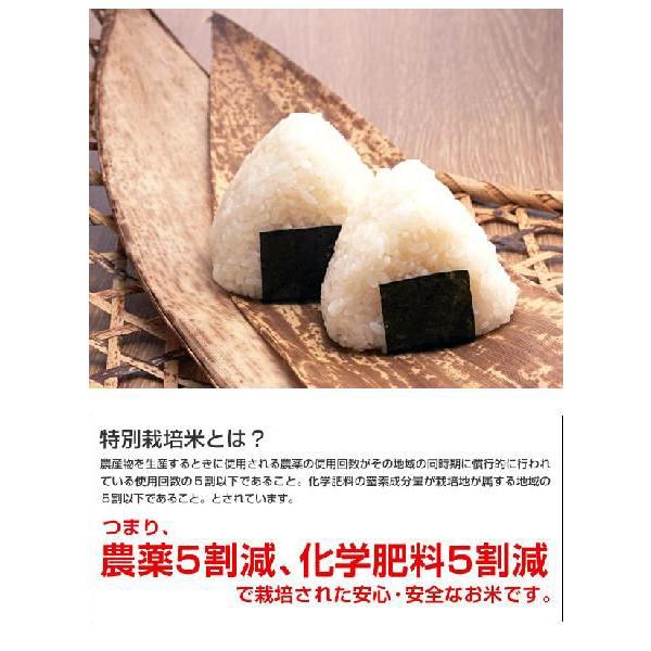 米 日本米 令和5年度産 宮城県産 ササニシキ 15kg ご注文をいただいてから精米します。 精米無料 特別栽培米 ささにしき 新米 代引不可｜recommendo｜03